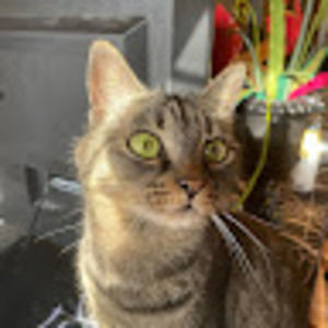 Meet your Posher, Flint